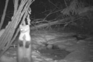 VIDEO| Imagini spectaculoase cu un jder de copac surprinse în Parcul Natural Apuseni: ”are răbdarea ursului, isteţimea vulpii, agerimea vulturului şi mişcările şarpelui”