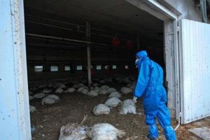 Focar de gripă aviară lângă Satu Mare. Ședinţă de urgenţă la Prefectură