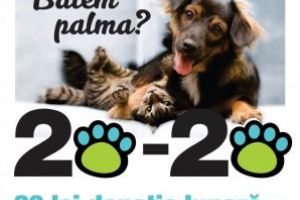 Asociatia Salvati Animalele Baia Mare, apel la donatii: “Ne ajutati? Ne revansam!”