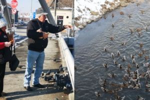 FOTO Sute de raţe sălbatice plutesc pe Cibin – Sibienii le hrănesc şi se bucură de imaginile rare