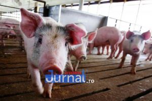 Încă trei cazuri de pestă porcină africană la animale domestice în judeţul Vrancea