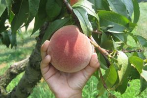 Fructele care riscă să dispară complet din România: “Nici măcar zece hectare”