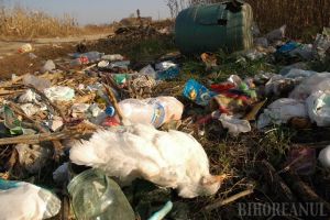 Pericol de gripă aviară în Bihor: Specialiştii în sănătate publică fac recomandări pentru prevenirea îmbolnăvirii oamenilor