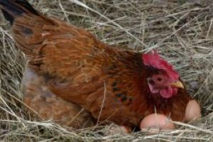 Gripa aviara in Maramures: Peste 7.500 pasari eutanasiate la Seini