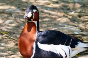 Un bărbat din Brăila este anchetat după ce a mâncat o pasăre rară, protejată de lege