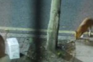 Sălbăticiuni de oraş! O vulpe a devenit animal comunitar pe malul Timişului