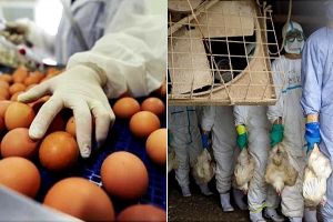 Ferma unde s-a depistat focarul de gripă aviară distribuia ouă în Satu Mare