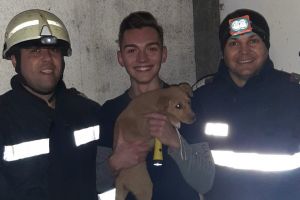 TITU: Căţeluş blocat într-un spaţiu îngust, salvat de un tânăr inimos