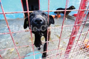 Primaria Constanta cumpara containere pentru adapostul de caini fara stapan