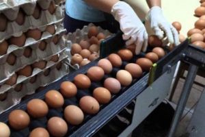 Gripa aviară a pus pe jar autorităţile. Inspectorii DSVSA Satu Mare au confiscat peste 1.300 de ouă