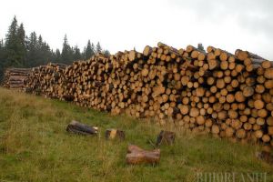 Patronul unei firme din Vârciorog, prins că a vândut sute de metri cubi de buşteni de brad şi fag furaţi