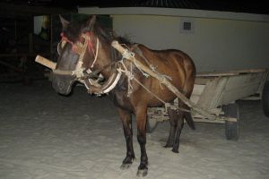 Căruţă acroşată de un autoturism pe D.J. 137, la Cristuru Secuiesc