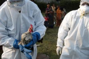 Recomandările din partea DSP Alba cu privire la contextul apariţiei gripei aviare în România