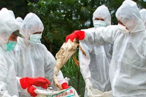 Atenţie la gripa aviară! Trei depozite din Bihor au primit carne de la ferme de păsări din Ungaria, aflate în zona de restricţie din cauza virusului