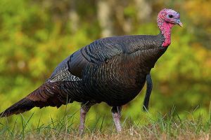 Alertă ALIMENTARĂ: În România a intrat carne de curcan de la ferme infestate cu gripă aviară din Ungaria