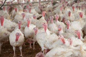 ANSVSA: Carne de curcan din zona cu gripă aviară din Ungaria, introdusă în România