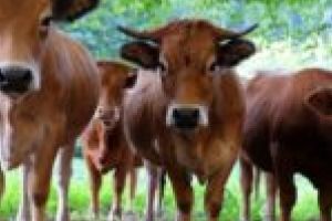 Localitatea cu mai multe bovine decât locuitori! Cum s-a dezvoltat un adevărat cult al laptelui?