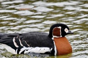 Caz incredibil. Trei gâşte cu gât roşu, care erau monitorizare în cadrul unui proiect european ar fi fost furate şi mâncate. Specia este una protejată în România