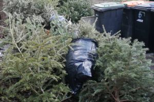 Ultimele zile în care puteţi arunca brazii de Crăciun pe stradă, la Timişoara. Se dă liber la amenzi