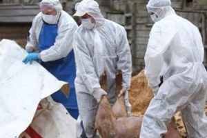 Pesta porcină, confirmată în vecinătatea judeţului Alba, pe un fond de vânătoare