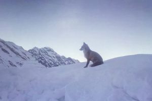 FOTO/VIDEO Imagine rară cu o vulpe care admiră crestele Făgăraşilor – Animalul a fost fotografiat la Bâlea Lac