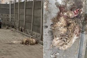 Foto Știrea Ta. Nu se mai pune preţ pe cojoc! O blană de oaie aruncată în plină stradă în cartierul „Lumea Nouă” din zona Dedeman