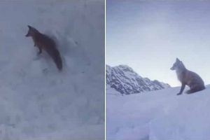 FOTO. Imagini spectaculoase cu o vulpe care admiră peisajul şi liniştea de la Bâlea Lac, pe culmile Făgăraşilor