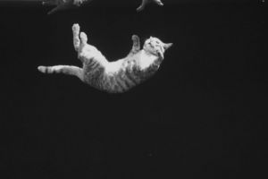 Răspunsul la întrebarea de ce pisicile cad mereu în picioare – Video