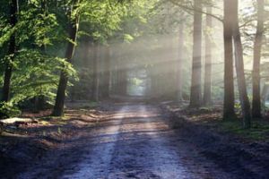 Ministrul Mediului: In primavara, vom demara cea mai ampla campanie de impadurire pe care a avut-o vreodata Romania