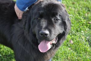 De ce sunt ironizate ”mămicile disperate” de consilierul unui ministru