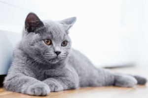 Explicaţia logică pentru obiceiurile bizare ale pisicilor. Află de ce se comportă aşa felina ta