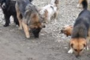 Câinii vagabonzi din Răcăşdia rămân ai nimănui