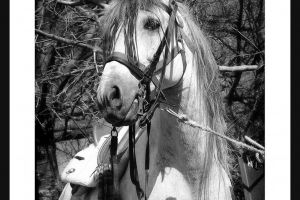 ”Îmbunătăţirea rasei cailor”