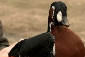 “Diana”, salvata de la moarte de un brailean cu suflet mare / Legatura stransa aparuta intre cei doi