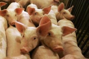 Pesta porcina inca face ravagii / Sambata, ziua neagra pentru mii de suflete