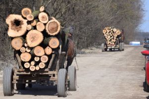 Sibieni la furat de lemne în Netuş – Le duceau acasă cu căruţa