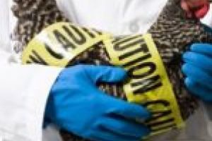 Gripa aviară a ajuns în România! Măsuri de prevenţie pentru timişoreni