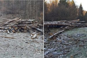 FOTO. Sute de metri cubi de lemne, confiscate de poliţişti în judeţul Satu Mare