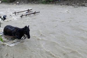 Un căruţaş beat a căzut în pârâu la Văcăreşti, cu tot cu atelaj şi cal