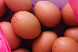 Se interzice vânzarea de ouă şi păsări vii în pieţele din Timişoara, de frica gripei aviare