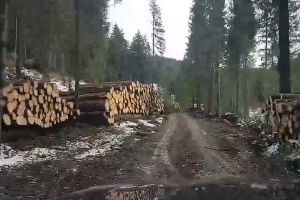 Nouă captură a poliţiştilor de la Delicte Silvice Bihor: O firmă din Cluj a vândut peste 100 mc de lemn furat din Valea Drăganului