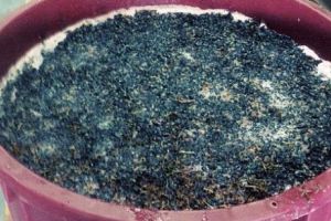 Fierbe mustul? Aveţi grijă, nu e de glumit! Vă puteţi intoxica 