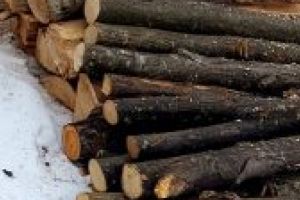 „Lemne pentru bunici şi pitici”-acţiune de la suflet la suflet