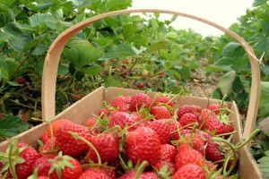 AJOFM Harghita: 900 de locuri de muncă la recoltat fructe în Spania