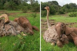 Au fost salvaţi în aceeaşi zi şi s-au împrietenit pe viaţă. Legătura neobişnuită între un pui de elefănţel şi un struţ