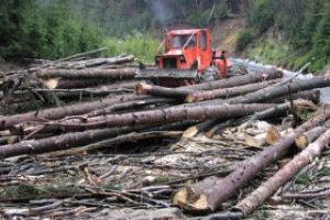 COMBATEREA DELICTELOR SILVICE, IN MARAMURES: Sanctiuni in valoare de 15000 de lei aplicate de politisti in urma unei actiuni de verificare si control