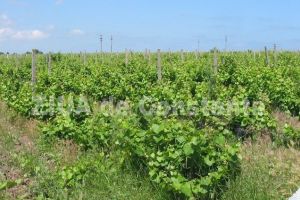 Echipamente si imobile ale Cramei Murfatlar Neptun SA, vandute de lichidatorul judiciar (document)