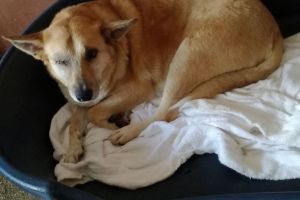 FOTO&VIDEO. Câinele desfigurat de petardă va fi adoptat!