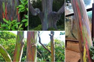 Foto. Natura, cel mai bun artist al Pământului: Imagini spectaculoase cu eucaliptul curcubeu, a cărui scoarţă este „pictată” cu tandreţe