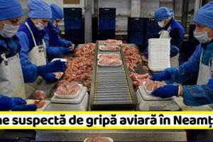 NEAMȚ: Carne suspectă de gripă aviară în Neamţ